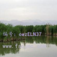 ܶ